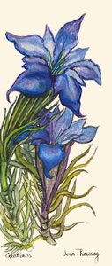 Gentians by Unbekannt Unbekannt